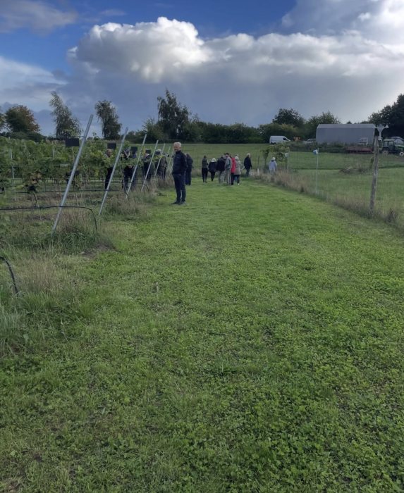 Markvandring i vinmarken